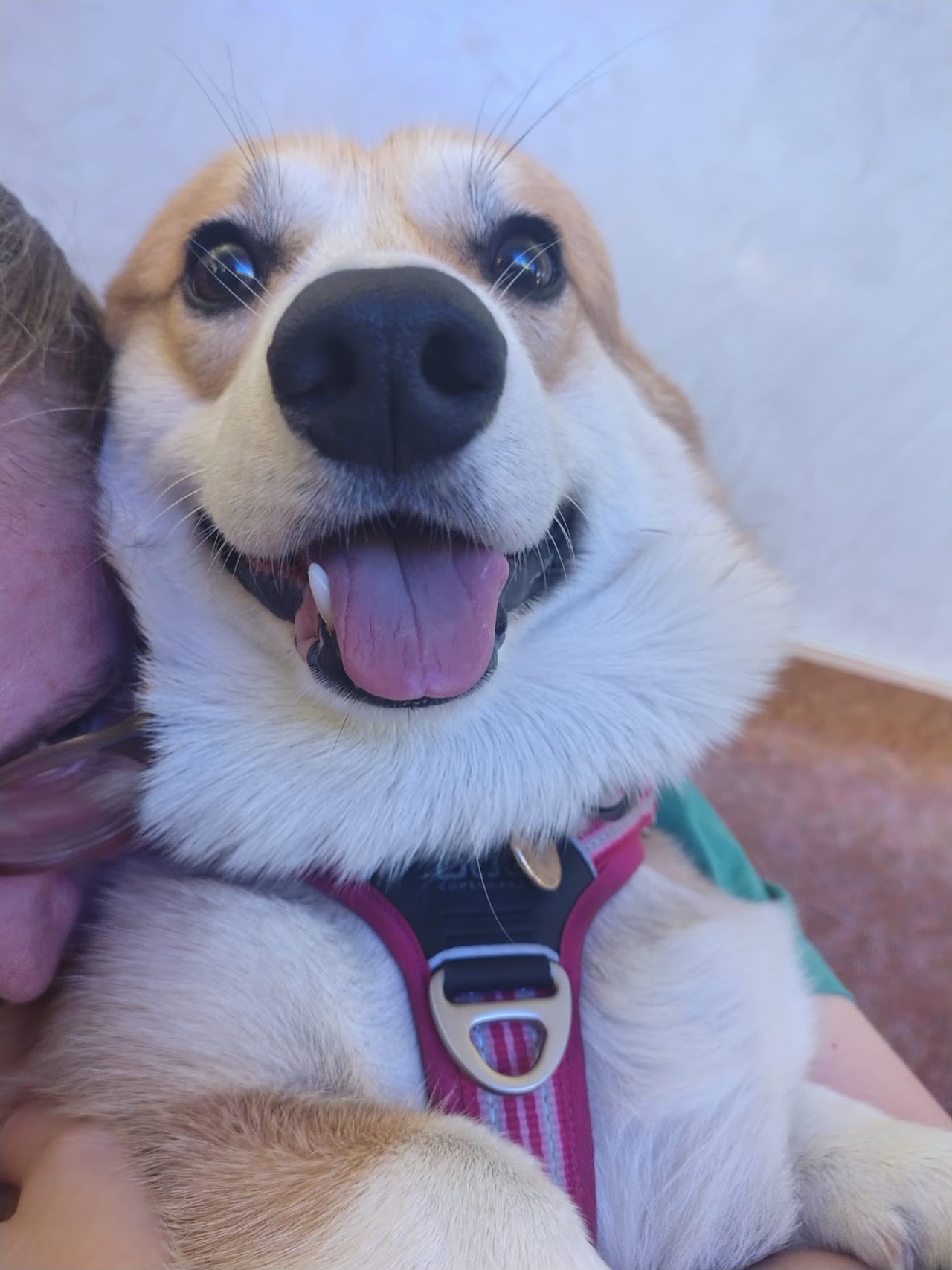 Marvin, a corgi, looking up at the camera.